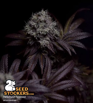 🪴 Panty Punch© | Feminizovaná semena marihuany | Objednej na Seedstockers.cz 🐿️