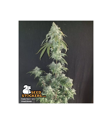 🪴 Frosty Tooth© | Feminizovaná semena marihuany | Objednej na Seedstockers.cz 🐿️