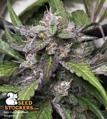 🪴 Rucu Cucu OG© | Samonakvétací semínka marihuany | Objednej na Seedstockers.cz 🐿️