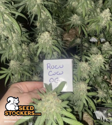 🪴 Rucu Cucu OG© | Samonakvétací semínka marihuany | Objednej na Seedstockers.cz 🐿️