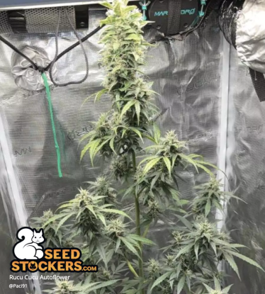 🪴 Rucu Cucu OG© | Samonakvétací semínka marihuany | Objednej na Seedstockers.cz 🐿️