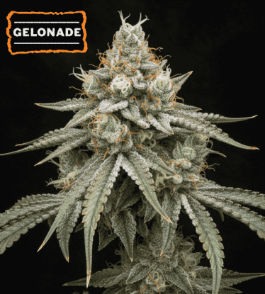 🍋 Semena Gelonade Feminizovaná | Seedstockers.cz 🐿️