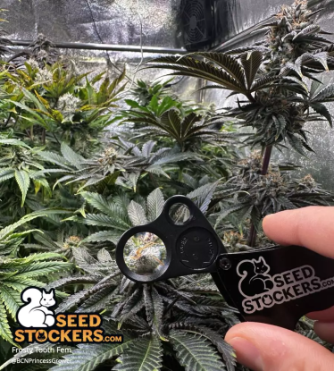 🪴 Frosty Tooth© | Feminizovaná semena marihuany | Objednej na Seedstockers.cz 🐿️