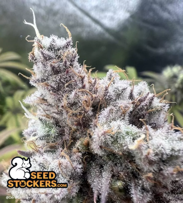 🪴 Sagrada Amnesia© | Feminizovaná semena marihuany | Objednej na Seedstockers.cz 🐿️