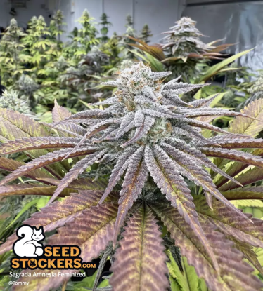 🪴 Sagrada Amnesia© | Feminizovaná semena marihuany | Objednej na Seedstockers.cz 🐿️