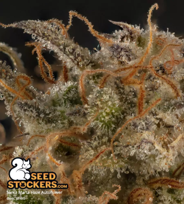 🪴 Santa Marta Haze© | Samonakvétací semínka marihuany | Objednej na Seedstockers.cz 🐿️
