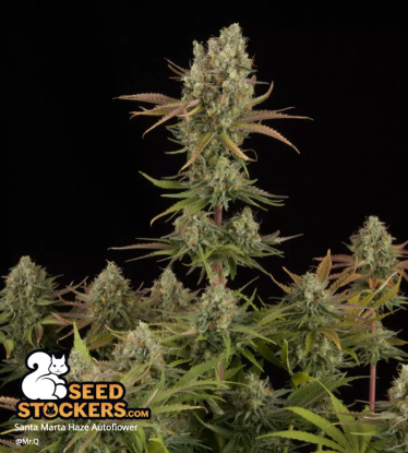 🪴 Santa Marta Haze© | Samonakvétací semínka marihuany | Objednej na Seedstockers.cz 🐿️