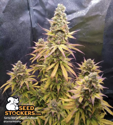 🪴 Santa Marta Haze© | Samonakvétací semínka marihuany | Objednej na Seedstockers.cz 🐿️