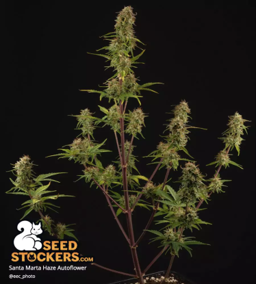 🪴 Santa Marta Haze© | Samonakvétací semínka marihuany | Objednej na Seedstockers.cz 🐿️