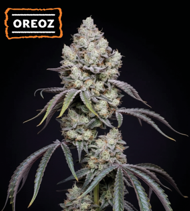 🍪 Oreoz Feminizovaná Semena Konopí | Seedstockers.cz 🐿️