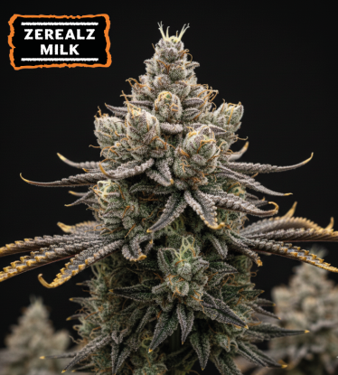 🪴 Zerealz Milk Feminizovaná Semena Marihuany | Seedstockers.cz 🐿️