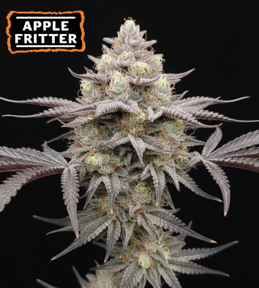 🪴 Semena Konopí Apple Fritter Feminizovaná | Seedstockers.cz 🐿️