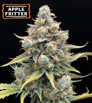 🍏 Semena Apple Fritter Samonakvétací | Seedstockers.cz 🐿️