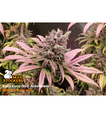 🪴 Rucu Cucu OG© | Samonakvétací semínka marihuany | Objednej na Seedstockers.cz 🐿️