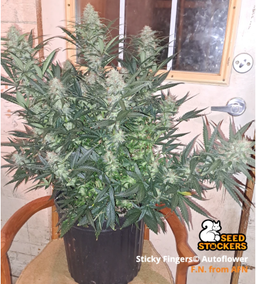🪴 Sticky Fingers© | Samonakvétací semínka marihuany | Objednej na Seedstockers.cz 🐿️