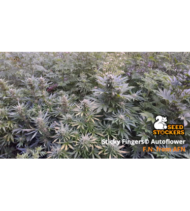 🪴 Sticky Fingers© | Samonakvétací semínka marihuany | Objednej na Seedstockers.cz 🐿️
