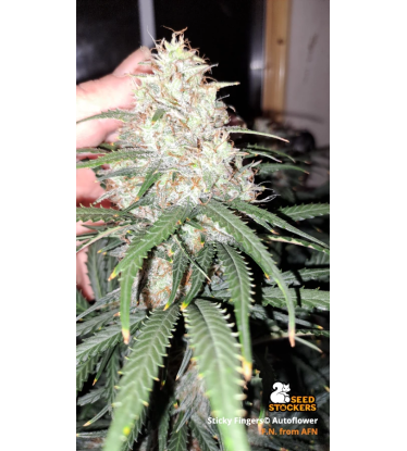🪴 Sticky Fingers© | Samonakvétací semínka marihuany | Objednej na Seedstockers.cz 🐿️