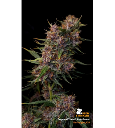 🪴 Terp & Tonic© | Samonakvétací semínka marihuany | Objednej na Seedstockers.cz 🐿️