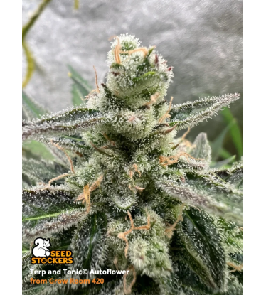 🪴 Terp & Tonic© | Samonakvétací semínka marihuany | Objednej na Seedstockers.cz 🐿️