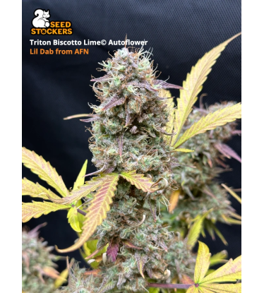 🪴 Triton Biscotto Lime© | Samonakvétací semínka marihuany | Objednej na Seedstockers.cz 🐿️