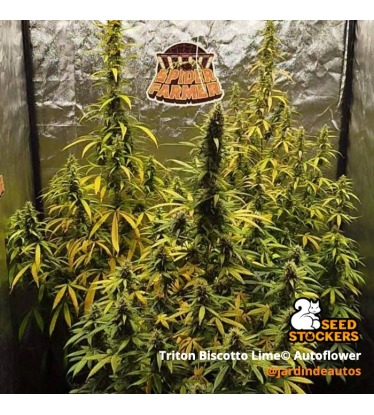 🪴 Triton Biscotto Lime© | Samonakvétací semínka marihuany | Objednej na Seedstockers.cz 🐿️