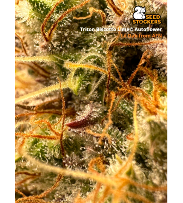 🪴 Triton Biscotto Lime© | Samonakvétací semínka marihuany | Objednej na Seedstockers.cz 🐿️