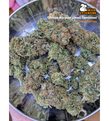 🪴 Triton Biscotto Lime© | Feminizovaná semena marihuany | Objednej na Seedstockers.cz 🐿️