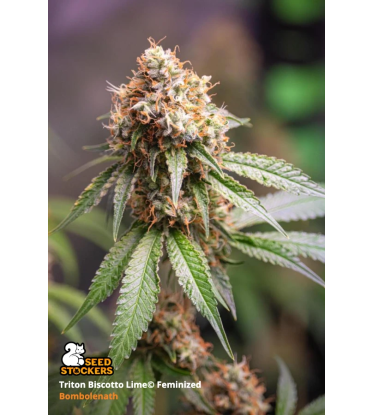 🪴 Triton Biscotto Lime© | Feminizovaná semena marihuany | Objednej na Seedstockers.cz 🐿️