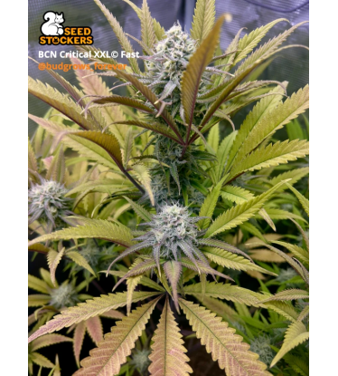 🪴 BCN Critical XXL© | Fast semínka marihuany | Objednej na Seedstockers.cz 🐿️