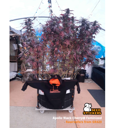🪴 Apollo Black Cherry© | Feminizovaná semena marihuany | Objednej na Seedstockers.cz 🐿️