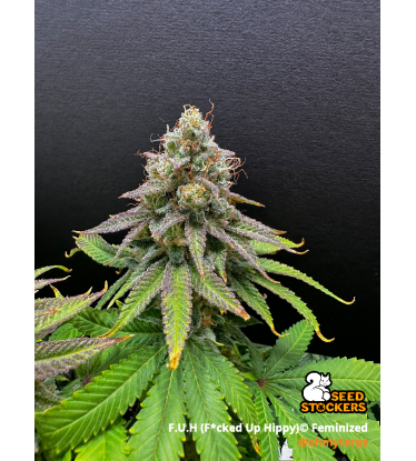 🪴 F.U.H (F*cked Up Hippy)© | Feminizovaná semena konopí | Seedstockers.cz 🐿️