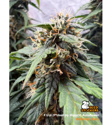 🪴 F.U.H (F*cked Up Hippy)© automatická | Konopná semena | Seedstockers.cz 🐿️
