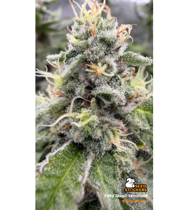 🪴 Fishy Zoap© | Feminizovaná Semena Konopí | Seedstockers UK 🐿️