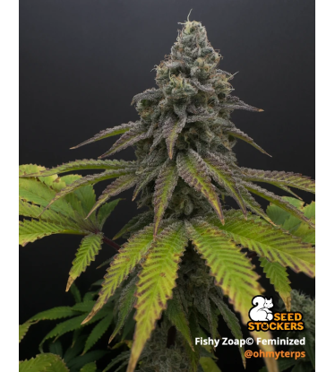 🪴 Fishy Zoap© | Feminizovaná Semena Konopí | Seedstockers UK 🐿️