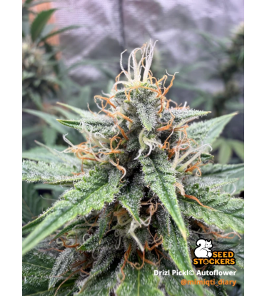 🪴 Drizl Pickl© Samonakvétací | Samonakvétací semena konopí | Seedstockers.cz 🐿️