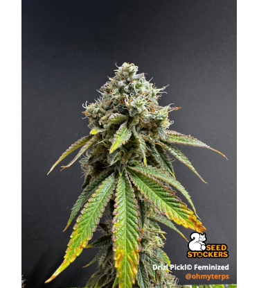 🪴 Drizl Pickl© | Feminizovaná semena konopí | Seedstockers.cz 🐿️