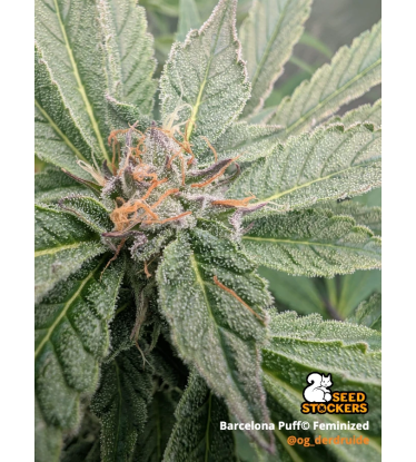 🪴 Barcelona Puff© | Feminizovaná semena konopí | Seedstockers.cz 🐿️