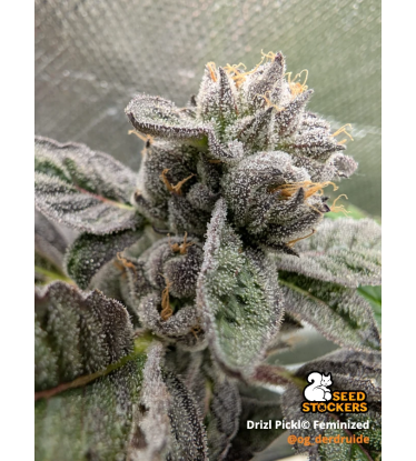 🪴 Drizl Pickl© | Feminizovaná semena konopí | Seedstockers.cz 🐿️