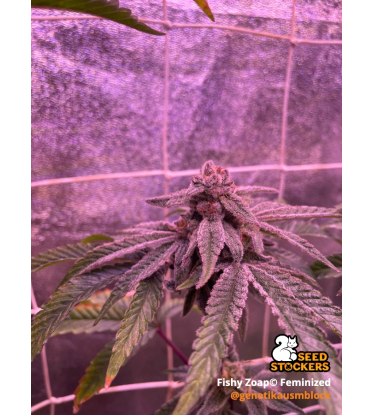 🪴 Fishy Zoap© | Feminizovaná Semena Konopí | Seedstockers UK 🐿️