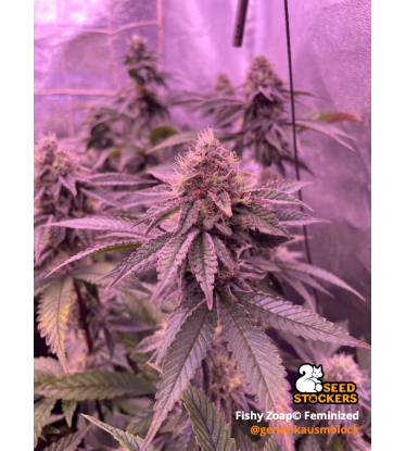 🪴 Fishy Zoap© | Feminizovaná Semena Konopí | Seedstockers UK 🐿️