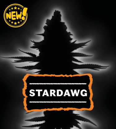 🪴 Stardawg | Automatická semena konopí | Nakupujte na Seedstockers.cz 🐿️