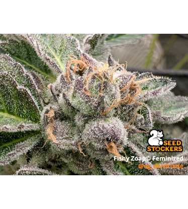 🪴 Fishy Zoap© | Feminizovaná Semena Konopí | Seedstockers UK 🐿️