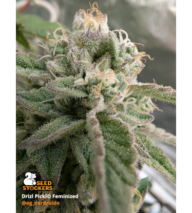 🪴 Drizl Pickl© | Feminizovaná semena konopí | Seedstockers.cz 🐿️