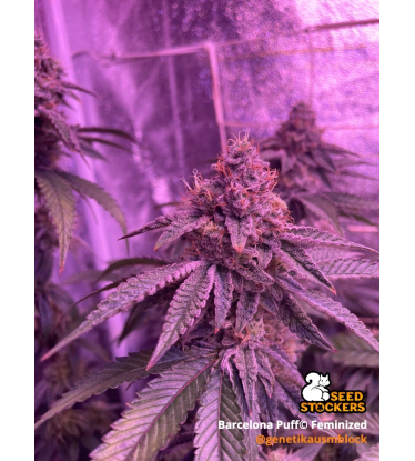 🪴 Barcelona Puff© | Feminizovaná semena konopí | Seedstockers.cz 🐿️