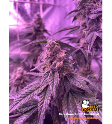 🪴 Barcelona Puff© | Feminizovaná semena konopí | Seedstockers.cz 🐿️