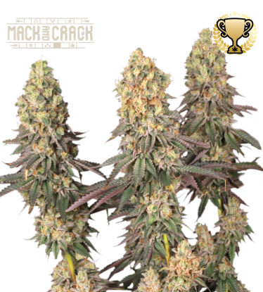 🪴 Mack and Crack© | Feminizovaná semena marihuany | Objednej na Seedstockers.cz 🐿️