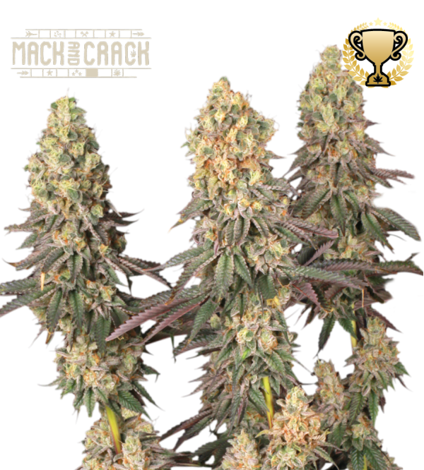 🪴 Mack and Crack© | Feminizovaná semena marihuany | Objednej na Seedstockers.cz 🐿️