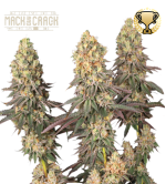 🪴 Mack and Crack© | Feminizovaná semena marihuany | Objednej na Seedstockers.cz 🐿️