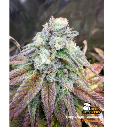 🪴 Fishy Zoap© | Feminizovaná Semena Konopí | Seedstockers UK 🐿️