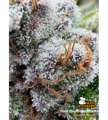🪴 Fishy Zoap© | Feminizovaná Semena Konopí | Seedstockers UK 🐿️